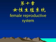 女性生殖系统 female reproductive system