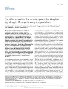ncb3325-Godzilla-dependent transcytosis promotes Wingless signalling in Drosophila wing imaginal discs