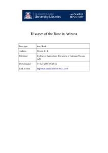 Diseases of the Rose in Arizona