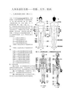 人体各部位名称--骨骼、关节、肌肉