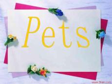 小学四年级英语pets教学课件