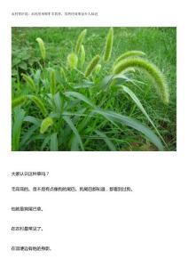 農(nóng)村零距離：農(nóng)民用來喂牛羊的草，其藥用效果很少人知道20160715