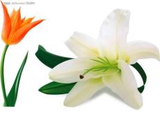 十二月花歌_圖文文庫540961656