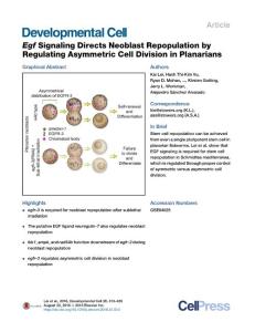 Development Cell-2016-Egf Signaling Directs Neoblast Repopulation by Regulating Asymmetric Cell Division in Planarians