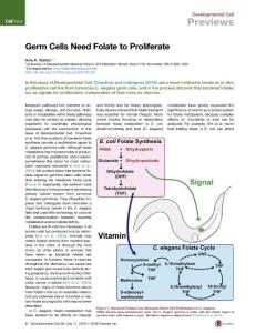 Developmental Cell-2016-Germ Cells Need Folate to Proliferate