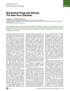 Developmental Cell-2016-Illuminating Phagocyte Biology- The View from Zebrafish