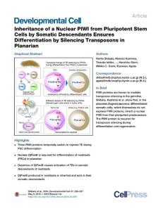 Developmental Cell-2016- Inheritance of a Nuclear PIWI from Pluripotent Stem Cells by Somatic Descendants Ensures Differentiation by Silencing Transposons in Planarian