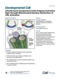Developmental Cell-2016-A Krebs Cycle Component Limits Caspase Activation Rate through Mitochondrial Surface Restriction of CRL Activation