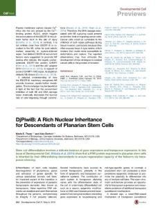 Developmental Cell-2016-DjPiwiB- A Rich Nuclear Inheritance for Descendants of Planarian Stem Cells