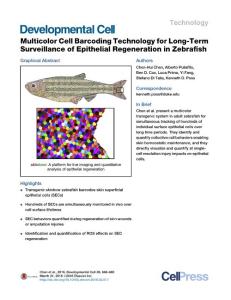 Developmental Cell-2016- Multicolor Cell Barcoding Technology for Long-Term Surveillance of Epithelial Regeneration in Zebrafish