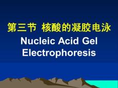 第三節(jié) 　核酸的凝膠電泳