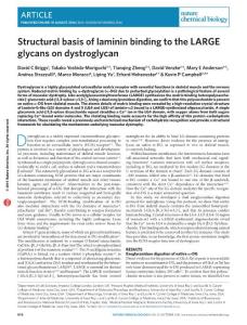 nchembio.2146-Structural basis of laminin binding to the LARGE glycans on dystroglycan