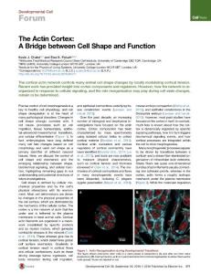Developmental-Cell_2016_The-Actin-Cortex-A-Bridge-between-Cell-Shape-and-Function