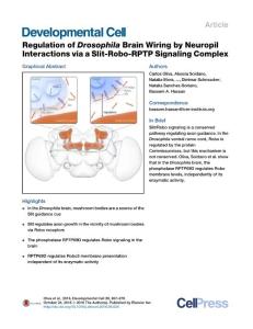 Developmental Cell-2016-Regulation of Drosophila Brain Wiring by Neuropil Interactions via a Slit-Robo-RPTP Signaling Complex