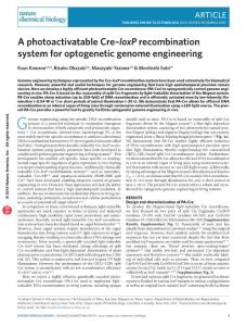 nchembio.2205-A photoactivatable Cre–loxP recombination system for optogenetic genome engineering