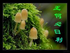 《王何必曰利》ppt课件03