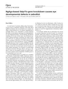 cr2016134a-NgAgo-based fabp11a gene knockdown causes eye developmental defects in zebrafish