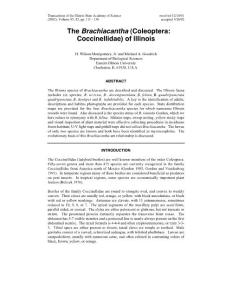 The Brachiacantha (Coleoptera Coccinellidae) of Illinois