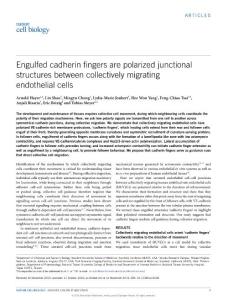 ncb3438-Engulfed cadherin fingers are polarized junctional structures between collectively migrating endothelial cells