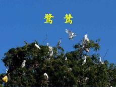 鷺鷥文學