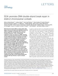 ncb3436-SCAI promotes DNA double-strand break repair in distinct chromosomal contexts