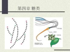 第四章糖类化学