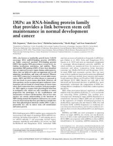Genes Dev.-2016-Degrauwe-2459-74-IMPs an RNA-binding protein family that provides a link between stem cell maintenance in normal development and cancer