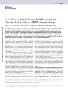 nsmb.3336-Cryo-EM structures of human RAD51 recombinase filaments during catalysis of DNA-strand exchange