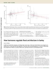 ng.3750-How hormones regulate floral architecture in barley