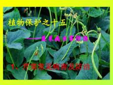 植物保护之十五—蔬菜常见病害及防治