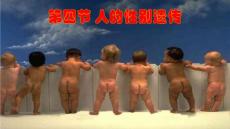 8.2.4人的性别遗传