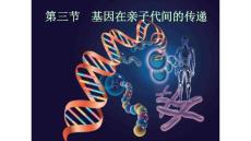 8.2.3基因在亲子代间的传递