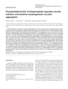 cr201713a-Phosphatidylinositol 3,4-bisphosphate regulates neurite initiation and dendrite morphogenesis via actin aggregation