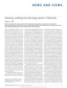 ncb3468-Growing, splitting and stacking myosin II filaments
