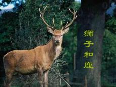 28《狮子和鹿》课件