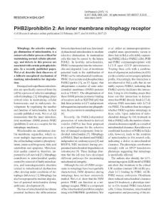 cr201723a-PHB2-prohibitin 2- An inner membrane mitophagy receptor