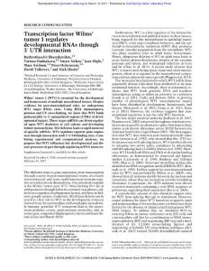 Genes Dev.-2017-Bharathavikru-Transcription factor Wilms’ tumor 1 regulates developmental RNAs through 3′ UTR interaction