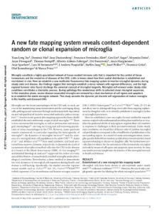nn.4547-A new fate mapping system reveals context-dependent random or clonal expansion of microglia