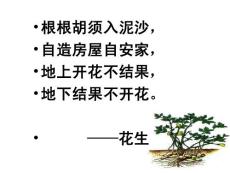 《落花生》課件方案