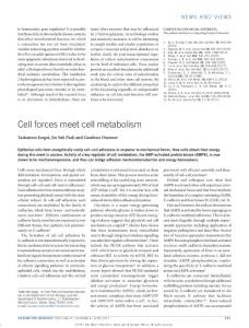 ncb3542-Cell forces meet cell metabolism