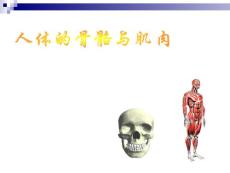 人体骨骼与肌肉