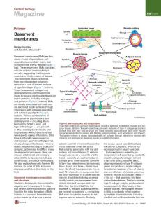 Current-Biology_2017_Basement-membranes