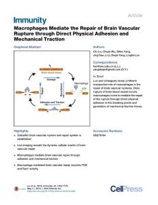 Immunity_2016_Macrophages-Mediate-the-Repair-of-Brain-Vascular-Rupture-through-Direct-Physical-Adhesion-and-Mechanical-Traction