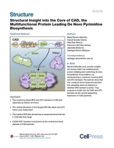 Structure_2017_Structural-Insight-into-the-Core-of-CAD-the-Multifunctional-Protein-Leading-De-Novo-Pyrimidine-Biosynthesis