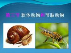 第三節(jié)軟體動物和節(jié)肢動物(共30張ppt)解讀