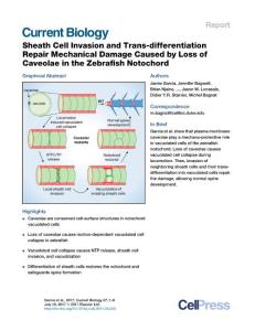 Current Biology-2017-Sheath Cell Invasion and Trans-differentiation Repair Mechanical Damage Caused by Loss of Caveolae in the Zebrafish Notochord