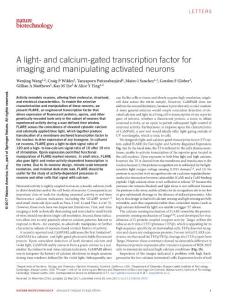 nbt.3909-A light- and calcium-gated transcription factor for imaging and manipulating activated neurons