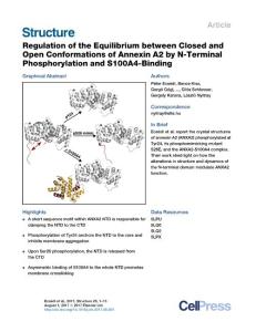 Structure_2017_Regulation-of-the-Equilibrium-between-Closed-and-Open-Conformations-of-Annexin-A2-by-N-Terminal-Phosphorylation-and-S100A4-Binding