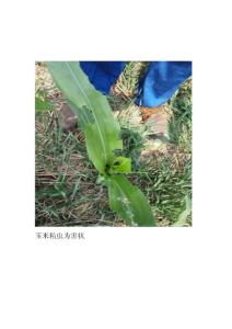 玉米粘虫为害状