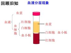 第二節物質運輸的器官重點講義